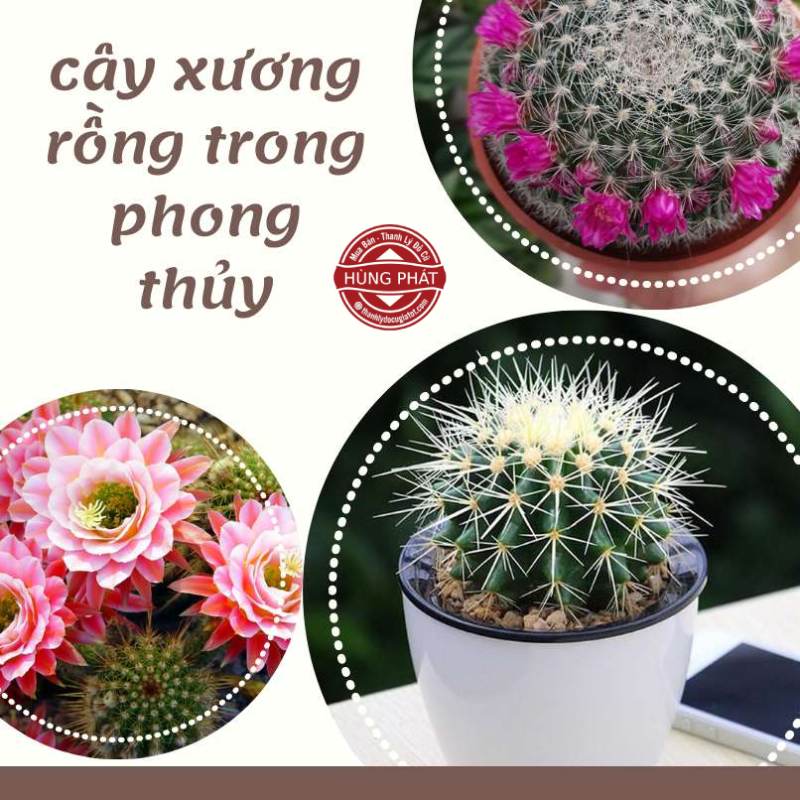 Ý nghĩa của cây xương rồng về mặt phong thủy.